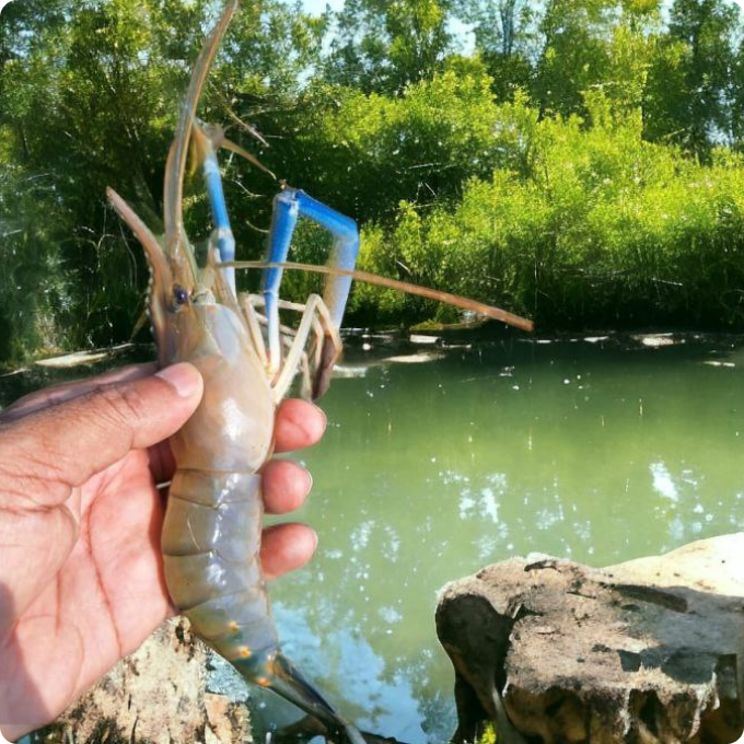 Shrimp thumbnail